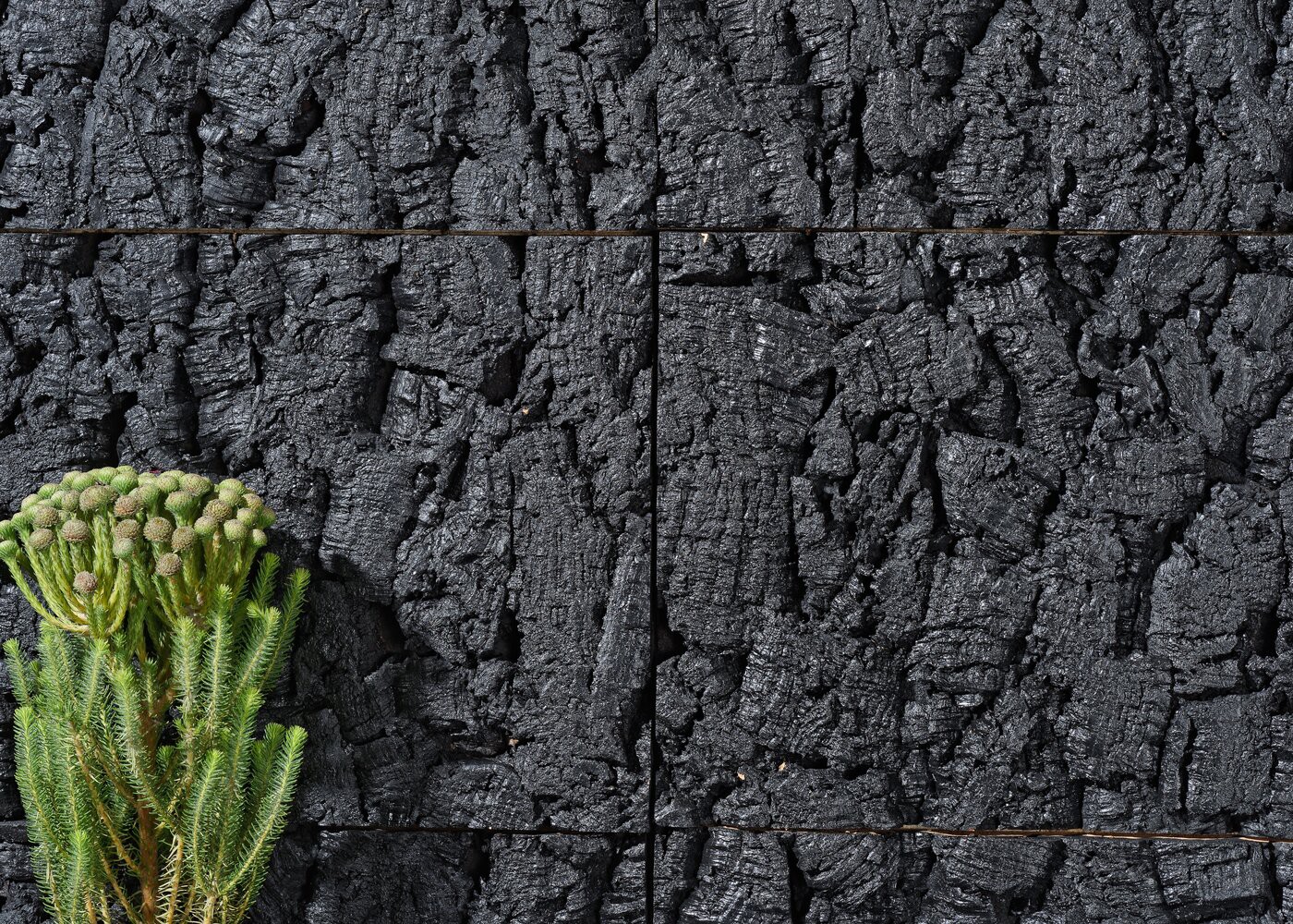 Liège mural Ecorce Cascais 25-35x300x600